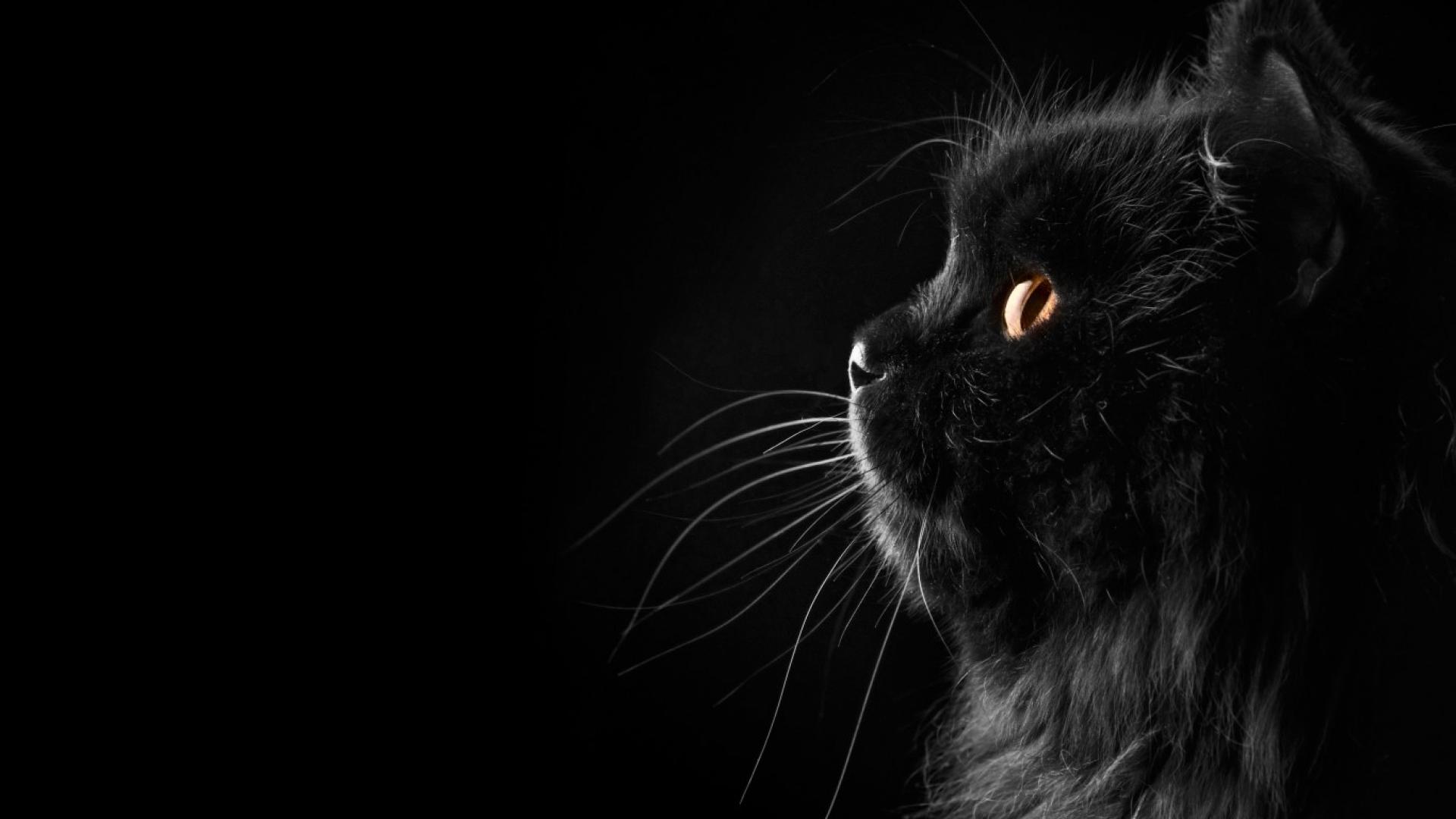 Black Cat images 2017