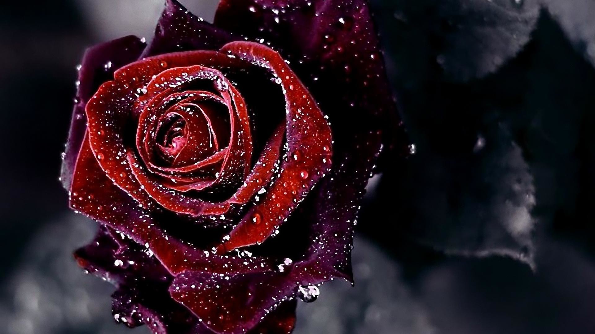 Red Rose Images