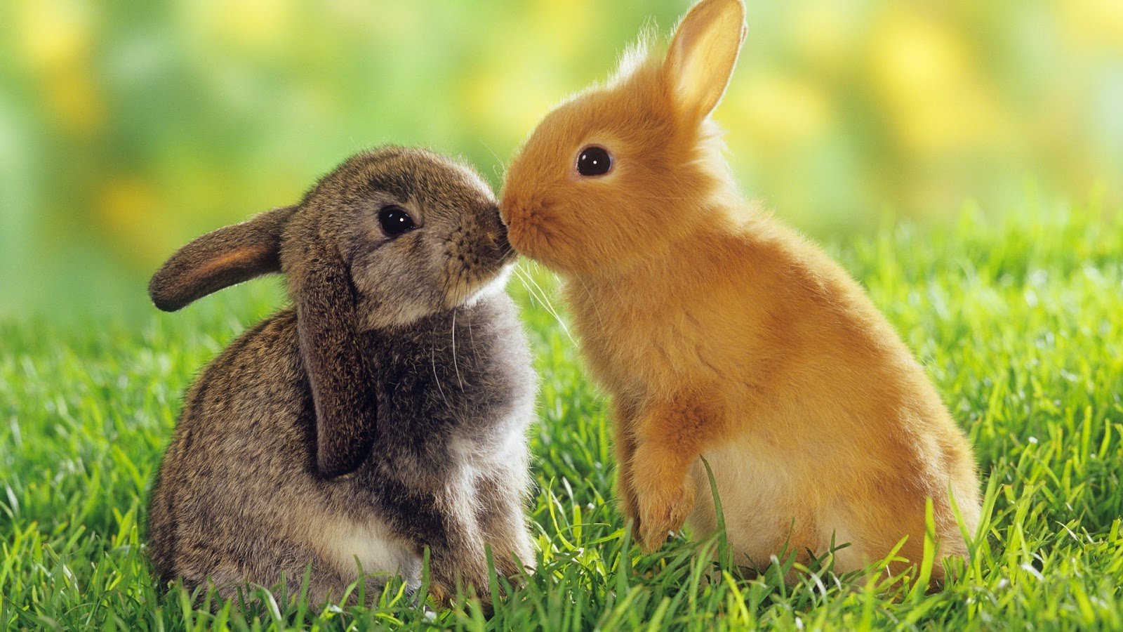 Cute Bunnies