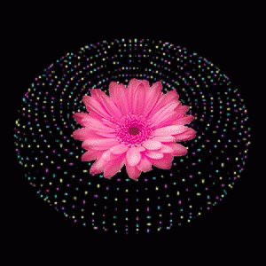 9 Flower Gif Animations Images | Rose Gif HD