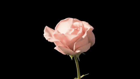 flower-Rose-gifs