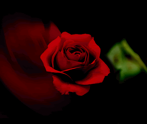 9 Flower Gif Animations Images | Rose Gif HD