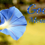 Best Beautifull Good Night GIFs Image With Quotes