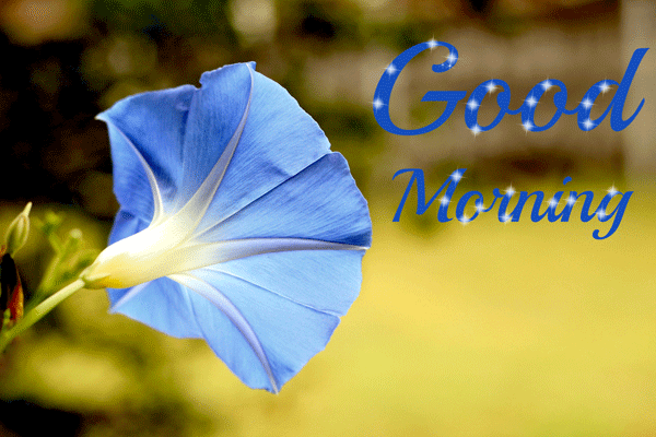good morning gifs