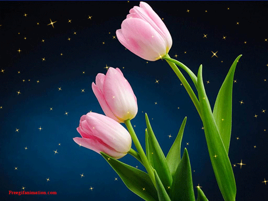 Flowers Wallpaper GIF by Cyndi Pop  Find  Share on GIPHY